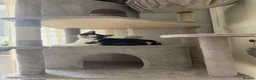 Mixed Breed cats for sale: Kitten - Advert 2