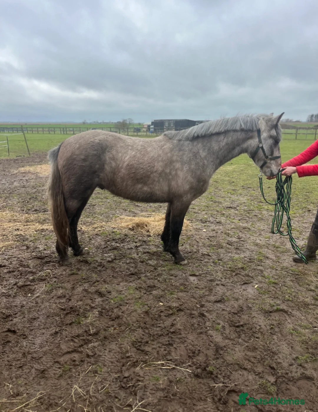 Connemara horses for sale: Carrow Prince Reg gelding Connie 14.2 - Advert 1