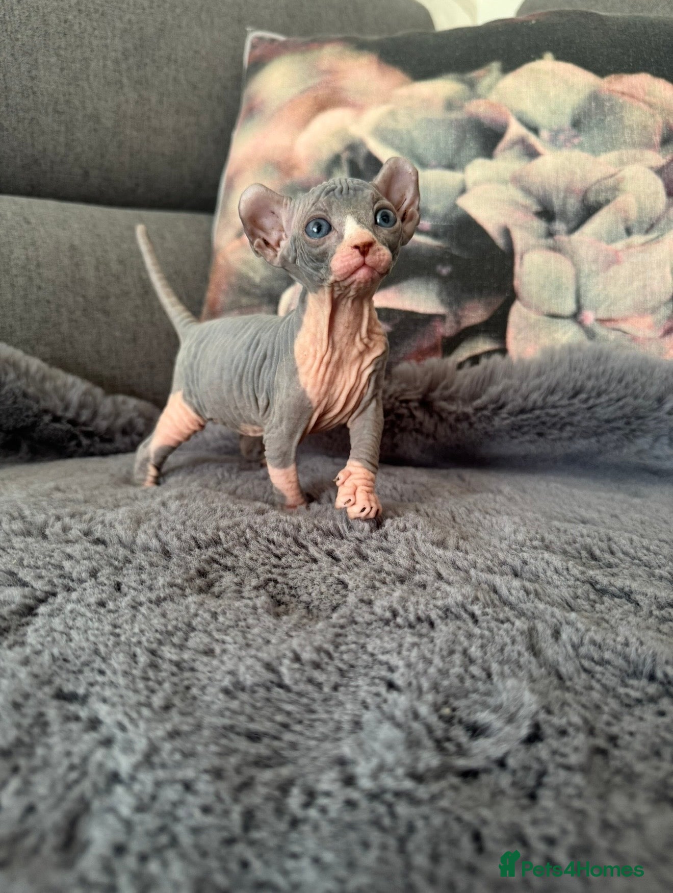 Sphynx cats 🔥 Sphynx girl 🔥 - Advert 2