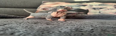 Sphynx 1