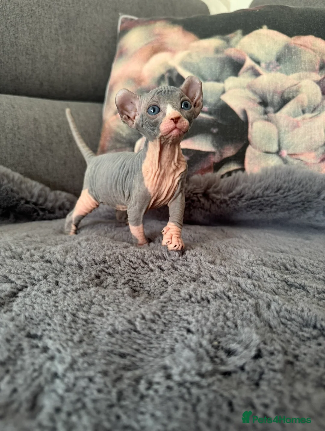 Sphynx cats for sale: 🔥 Sphynx girl 🔥 - Advert 2