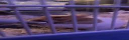 Hamster rodents for sale: Ringo hamster  in Birkenhead - Advert 3