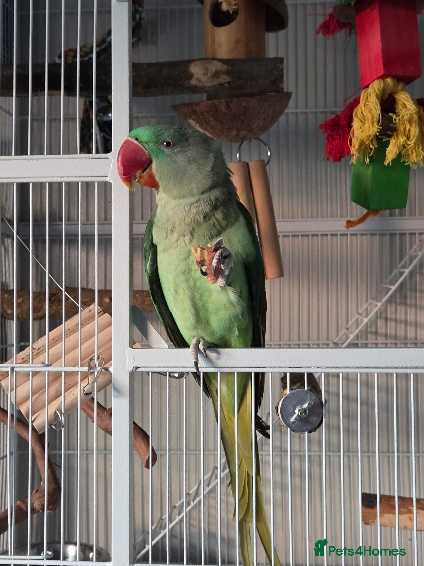 Parrots birds for sale: Ziggy - Alexandrine Parakeet  - Advert 3