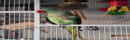 Parrots birds for sale: Ziggy - Alexandrine Parakeet  in Hereford - Advert 1