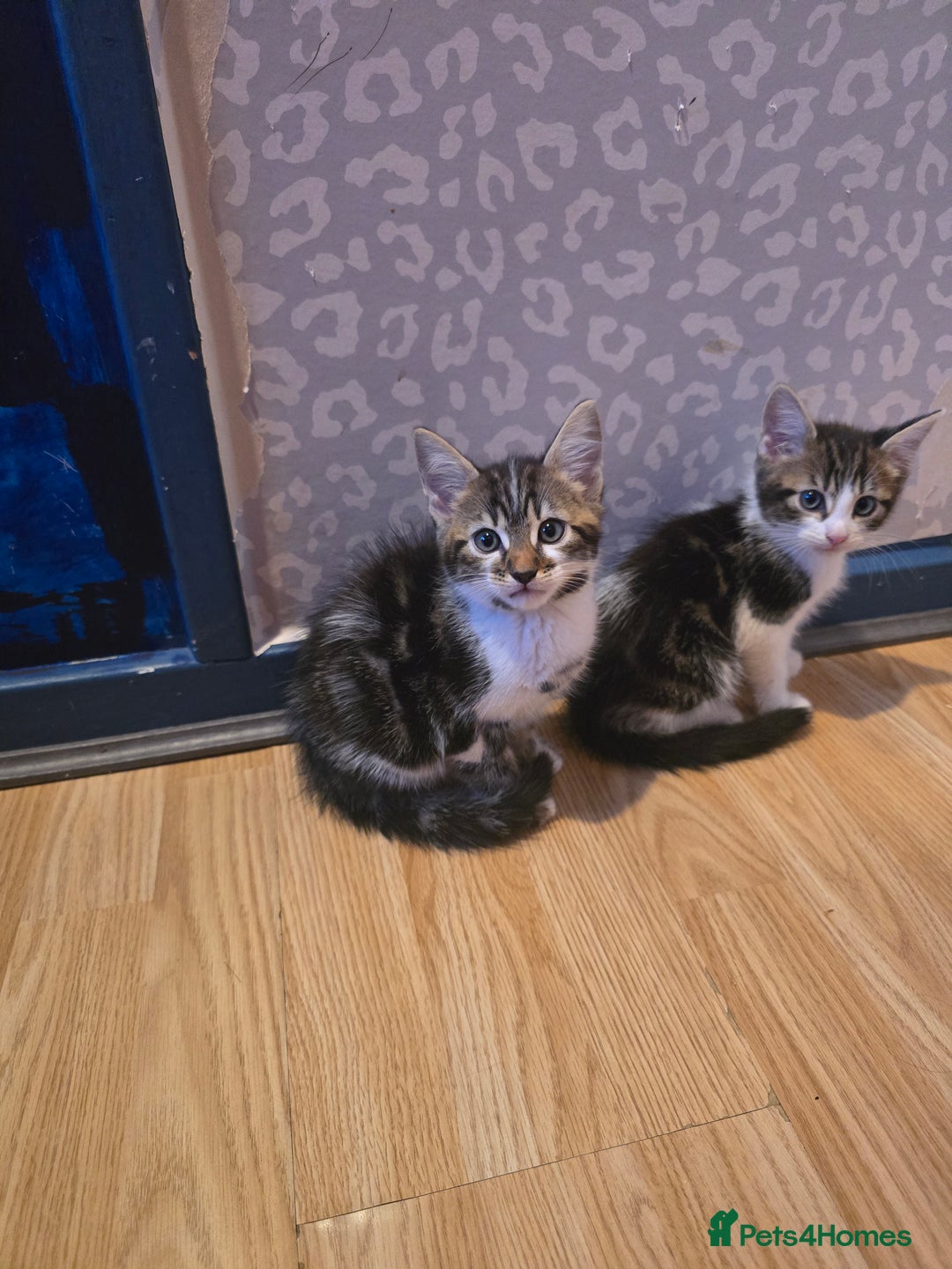 Bengal cats for sale: Very cute Mixed bengal kittens (4 males) - Image 4