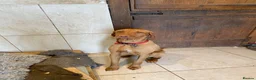 Hungarian Vizsla dogs for sale: Hungarian wire haired vizsla - Advert 12