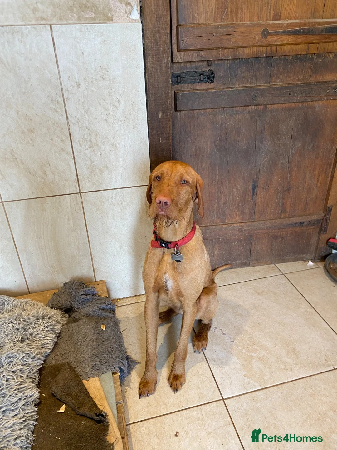 Hungarian Vizsla dogs for sale: Hungarian wire haired vizsla - Advert 12