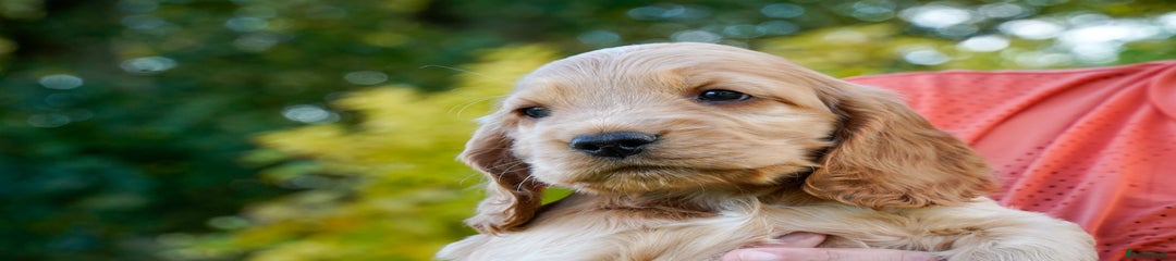 Cocker Spaniel Puppy 7