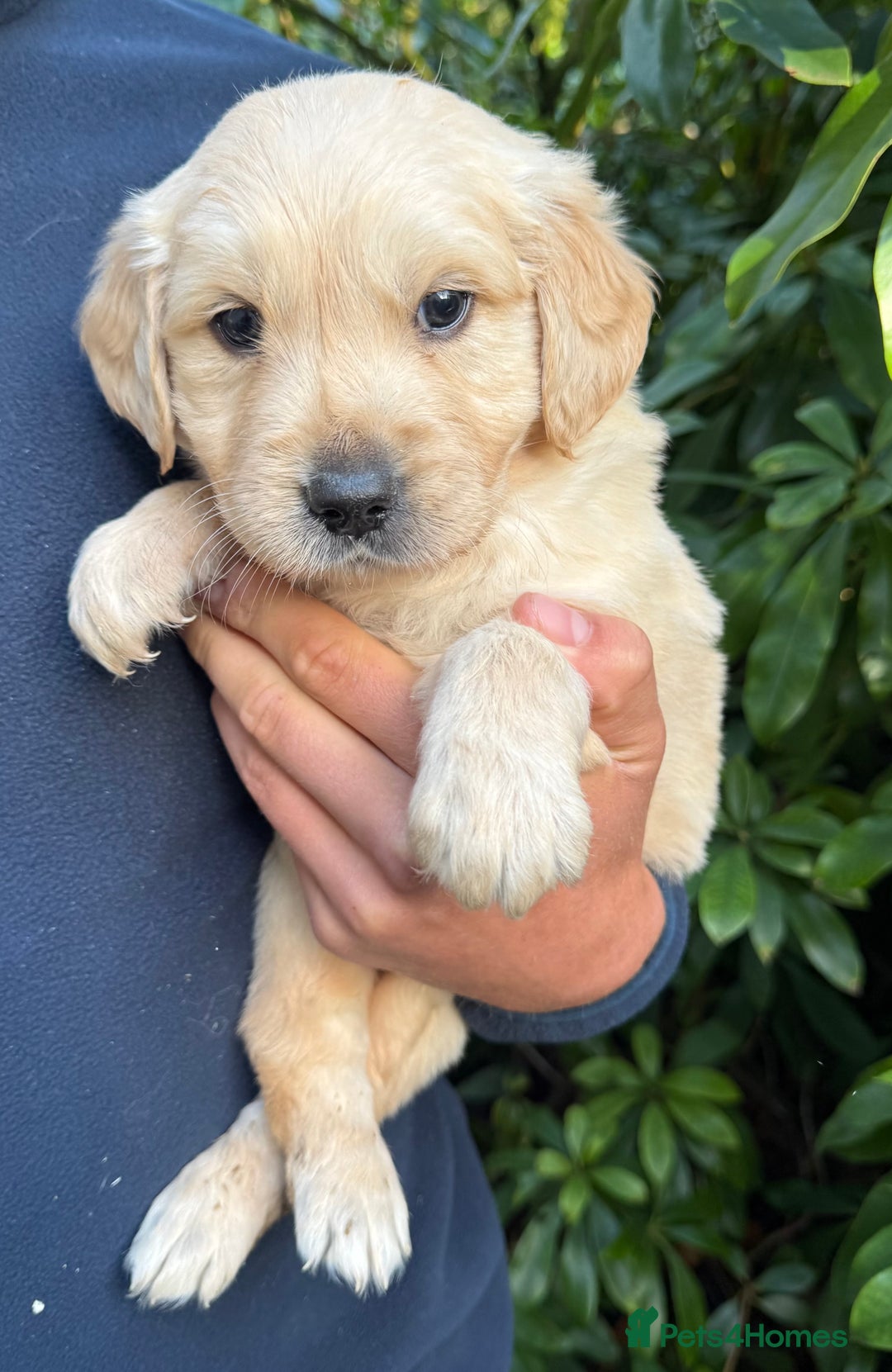 Golden Retriever dogs for sale: Four gorgeous boys available  - Advert 7