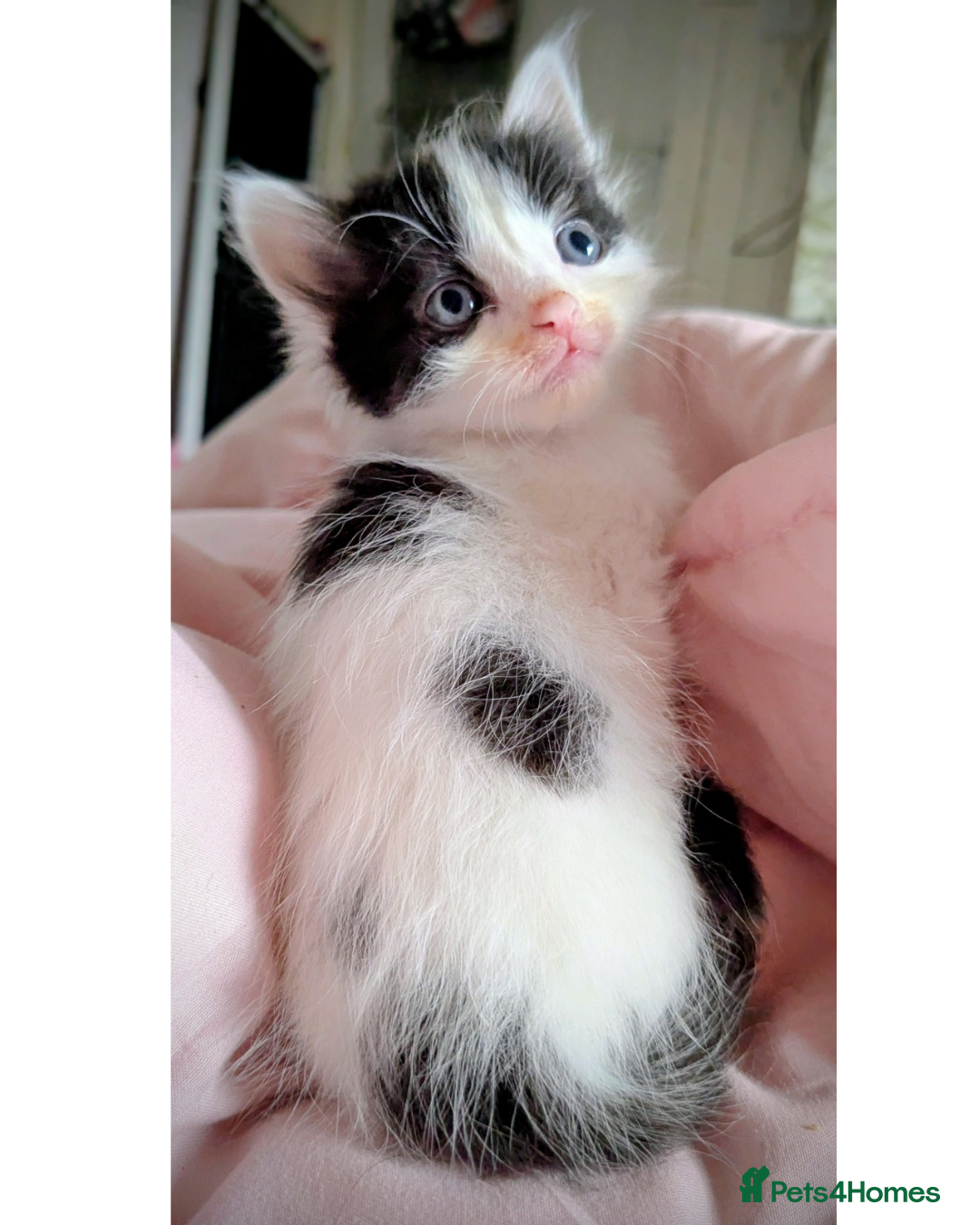 Mixed Breed cats 2 cow and 1 tuxedo boy kittens left  - Advert 3