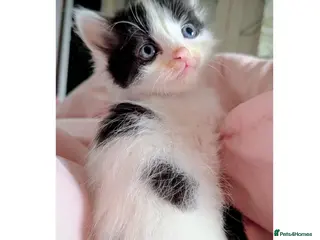 Mixed Breed cats 2 cow and 1 tuxedo boy kittens left - Advert 1