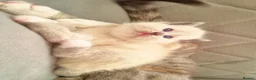British Longhair cats for sale: Kitten&British long hair and persian - Advert 15