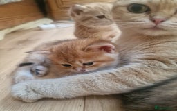 British Shorthair cats for sale: 1 TICA REG BSH GOLDEN COLOURPOINT POINT  - Image 3