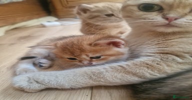British Shorthair cats - Advert 16