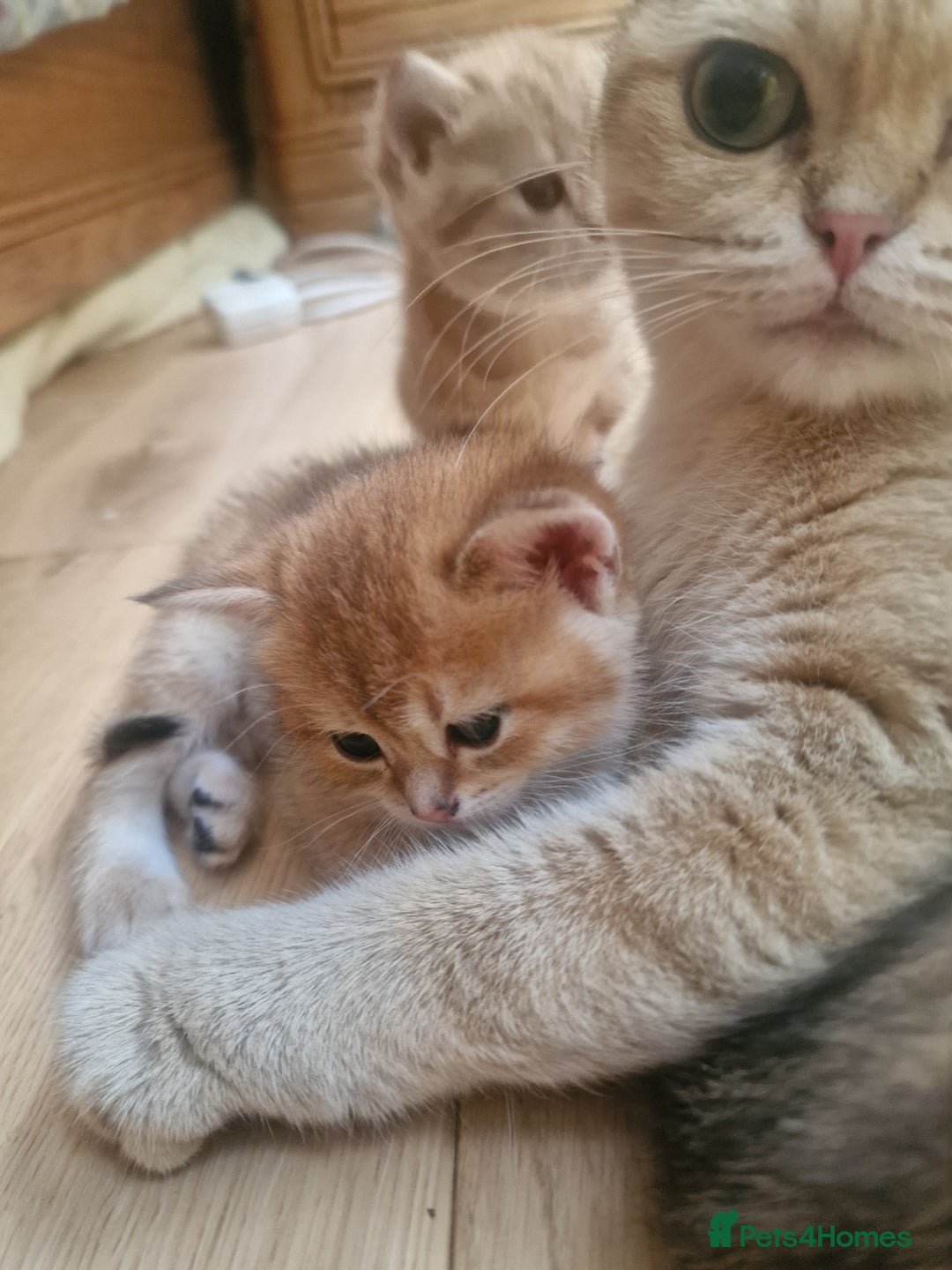 British Shorthair cats for sale: 1 TICA REG BSH GOLDEN COLOURPOINT POINT  - Image 3