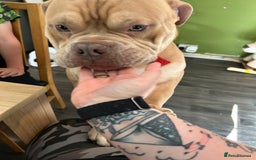 Mixed Breed dogs for sale: Buddy ❤️ - Image 2