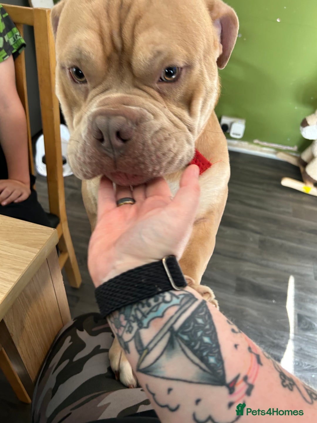 Mixed Breed dogs for sale: Buddy ❤️ - Image 2
