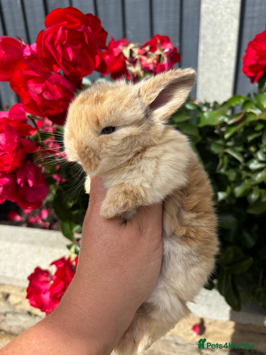 Mini Lop rabbits for sale: 2 Beautiful. Fluffy Mini Lop Rabbits - Image 7