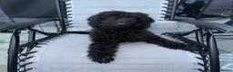 Labradoodle dogs for sale: Labradoodle berty  - Advert 2