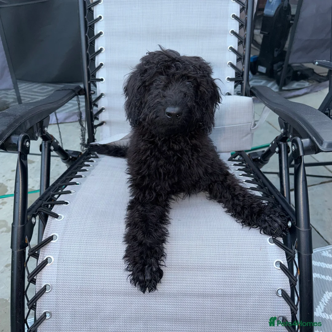 Labradoodle dogs for sale: Labradoodle berty  - Advert 2