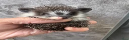 Pygmy Hedgehog rodents for sale: 8wk old APH babies various masks/ colours  - Advert 4