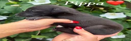 Lurcher dogs for sale: Beautiful Bedlington Whippet Puppies 🐾 - Advert 13