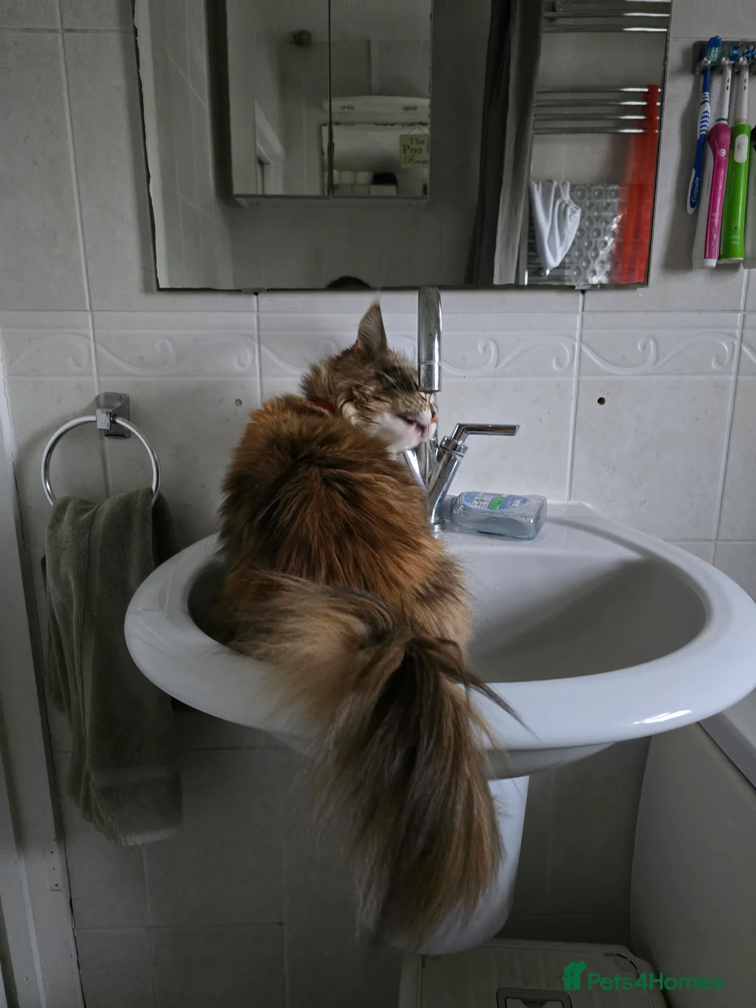 Mixed Breed cats for sale: Sisters looking for a new family home <3 - Advert 3