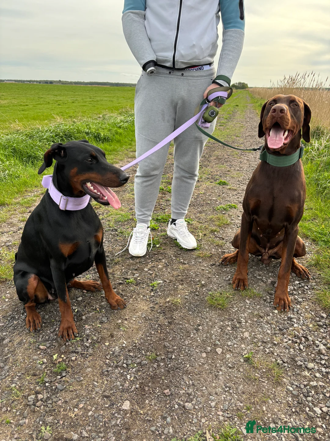 Dobermann dogs for sale: Draco and Sugar  - Advert 4