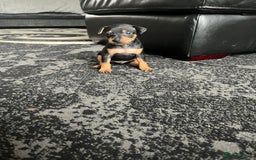 Miniature Pinscher dogs for sale: KC Miniature Pinscher puppies - Image 9