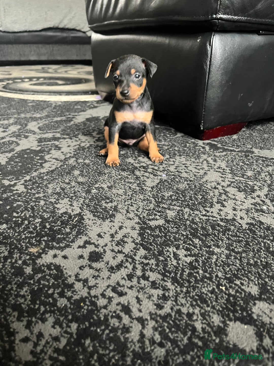 Miniature Pinscher dogs for sale: KC Miniature Pinscher puppies - Image 9