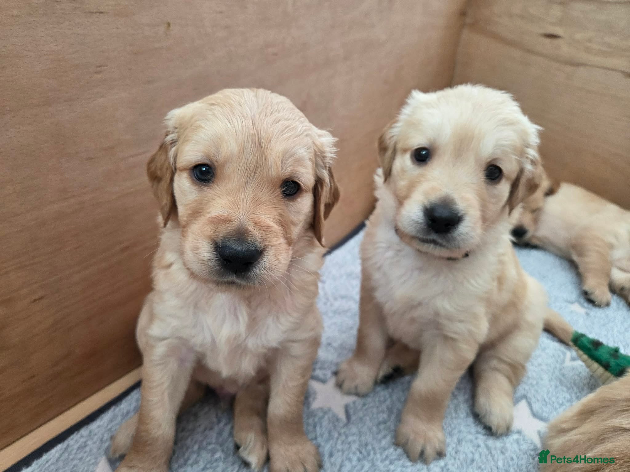 Golden Retriever dogs KC Pedigree Golden Retriever Puppies - Advert 1
