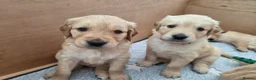 Golden Retriever dogs for sale: KC Pedigree Golden Retriever Puppies - Advert 3
