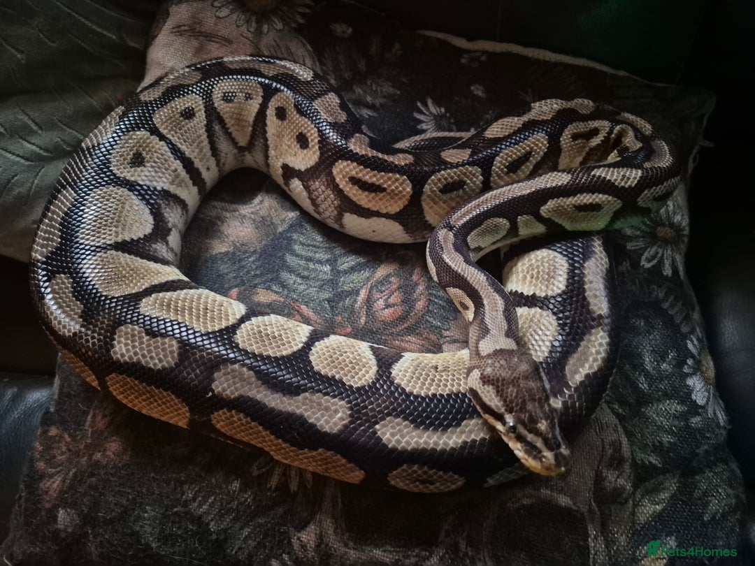Python Snake reptiles for sale: Female specter royal python  - Image 3