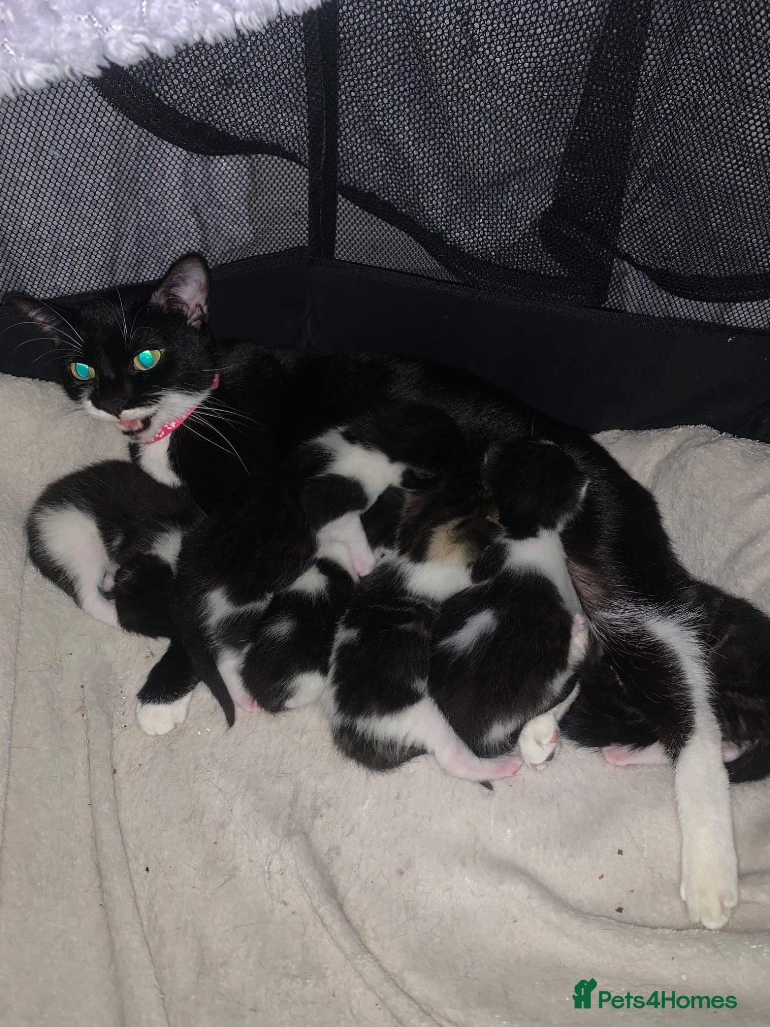 Mixed Breed cats kittens - Advert 1