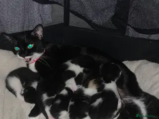 Mixed Breed cats kittens - Advert 1