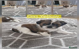Mixed Breed dogs for sale:  Gorgeous Shih tzu poppies .🐶🐾 - Image 15
