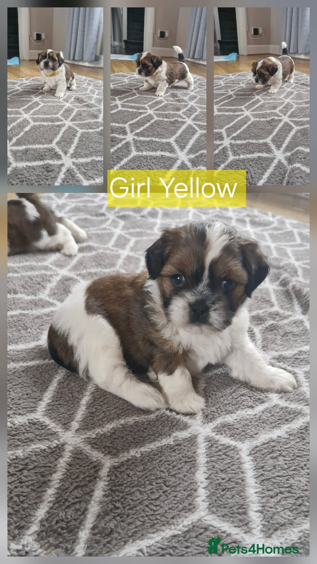 Mixed Breed dogs for sale:  Gorgeous Shih tzu poppies .🐶🐾 - Image 15