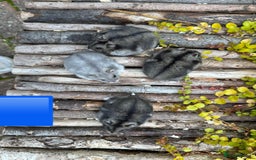 Hamster rodents for sale: Dwarf winter white russian hamsters. Sheffield. - Image 11