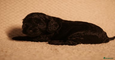 Cockapoo dogs F1 Cockerpoo Puppies For Sale  - Advert 2