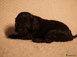 Cockapoo dogs F1 Cockerpoo Puppies For Sale - Advert 2