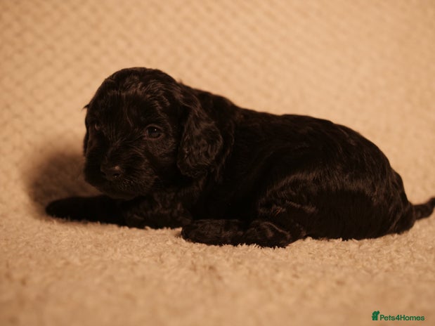 Cockapoo dogs F1 Cockerpoo Puppies For Sale - Advert 12