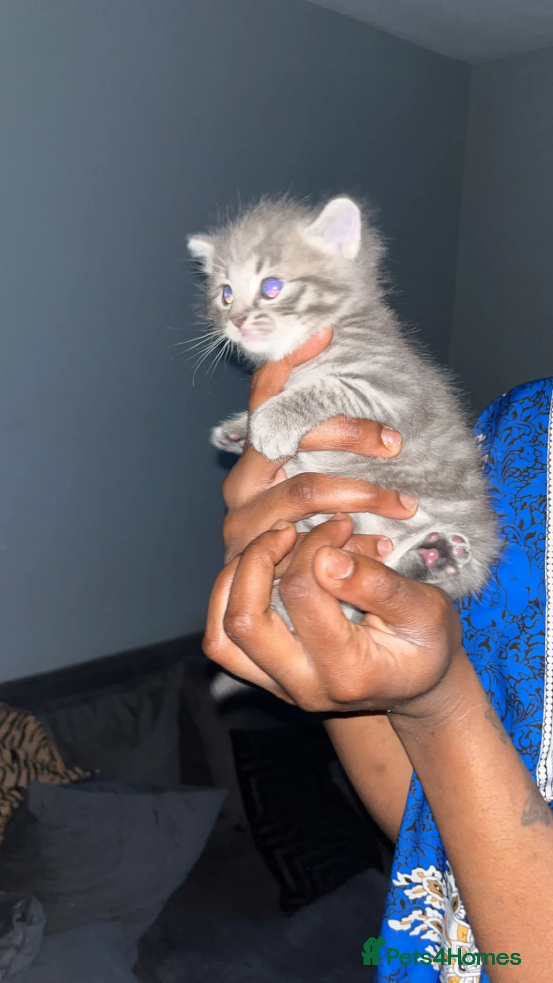 British Shorthair cats for sale: Adorable Russian Blue Mix Kittens  28th April 🐾 in London - Advert 2