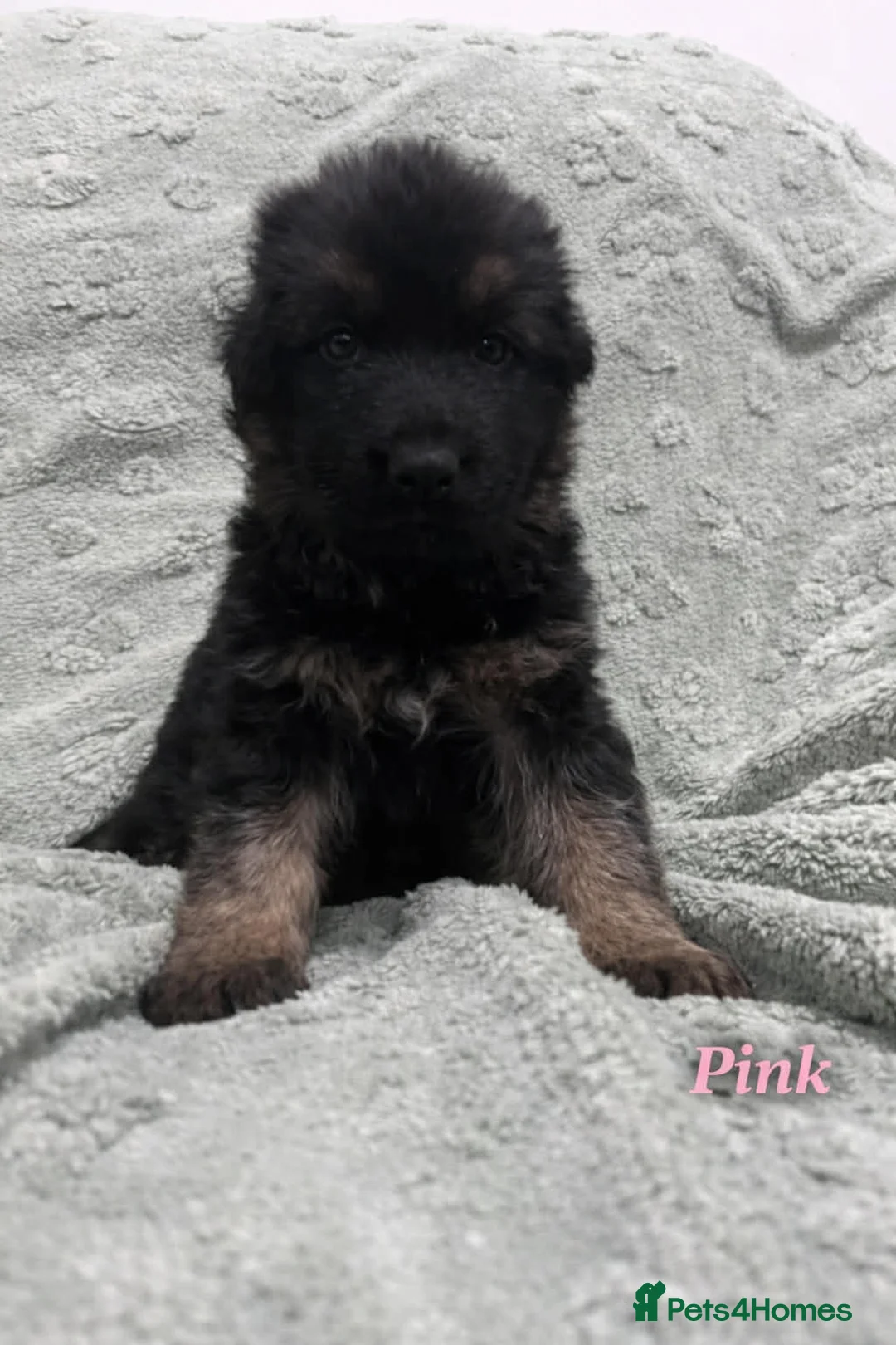German Shepherd dogs for sale: Beautiful German Shepherd Puppies Kc Registered  - Advert 13