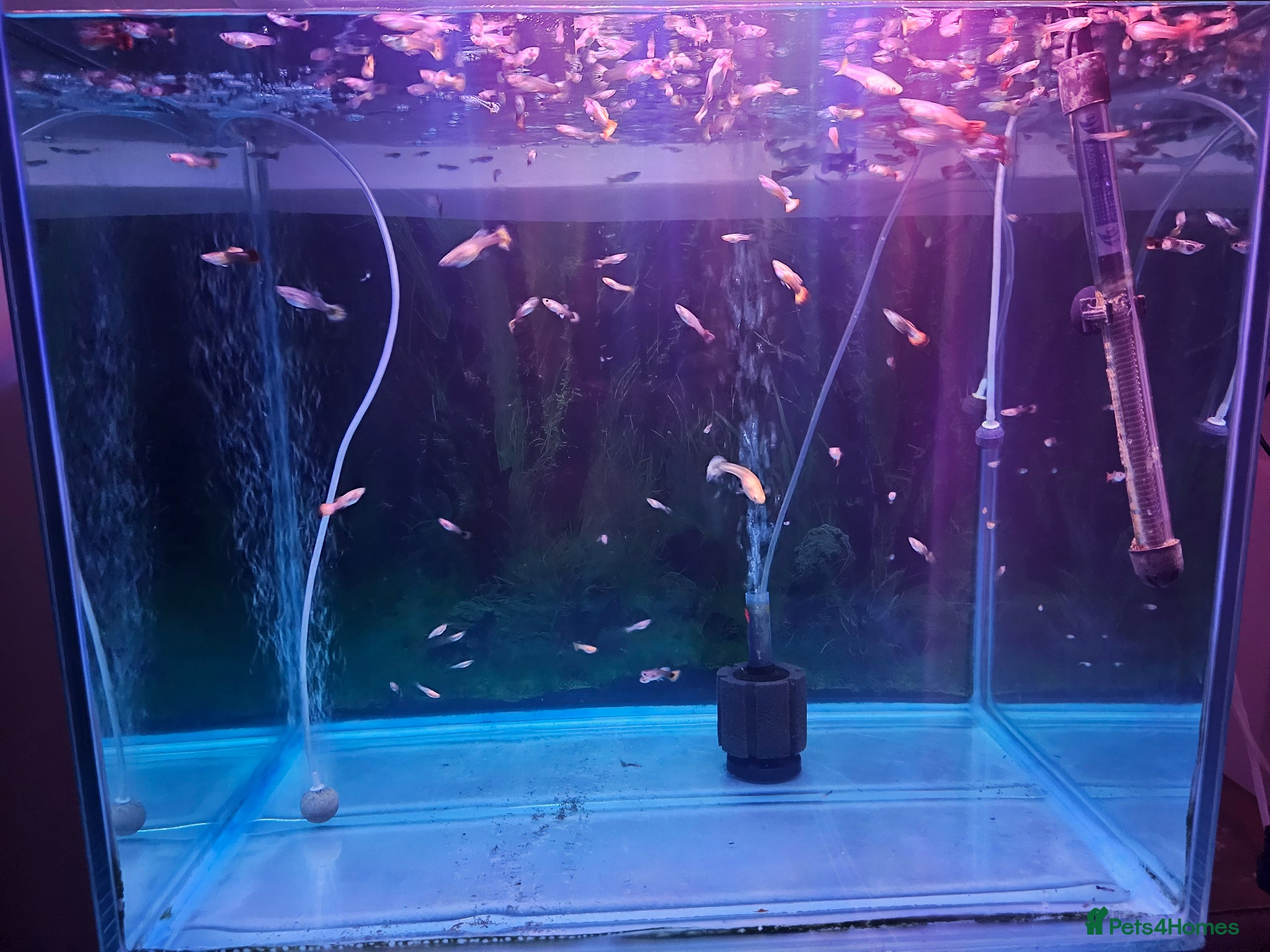 Cichlids fish Mixed Guppies  - Advert 14