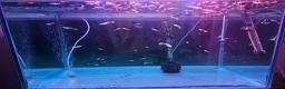 Cichlids fish for sale: Mixed Guppies  - Advert 2