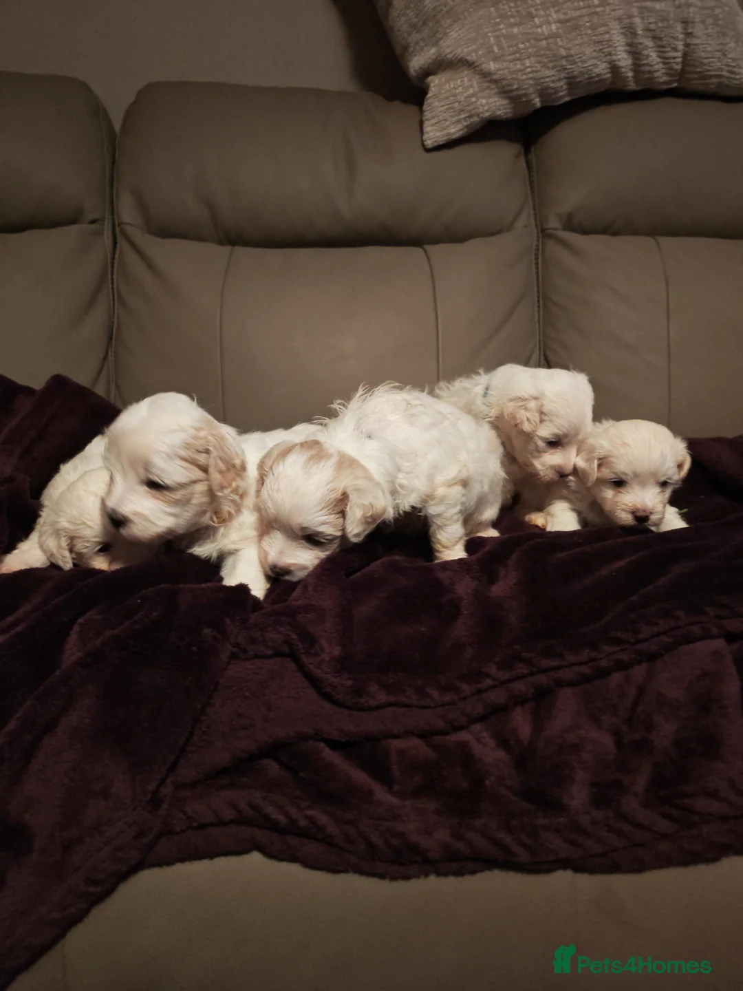 Mixed Breed dogs for sale: Maltipoo x Coton de Tulear Puppies – 5 Males - Advert 18