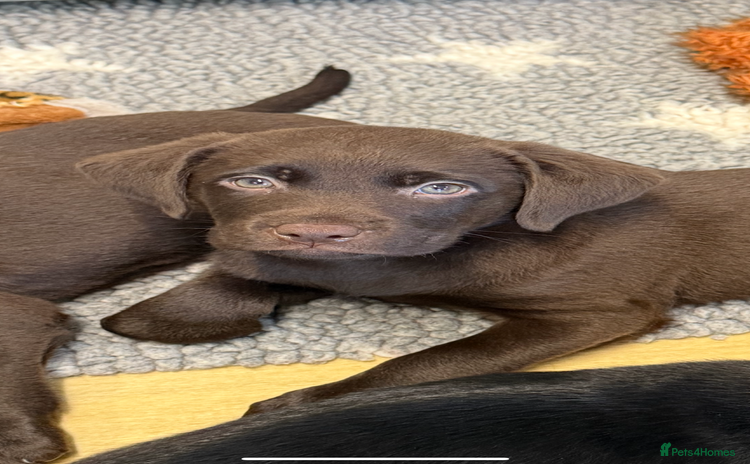 Labrador Retriever dogs - Advert 4