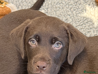 Labrador Retriever dogs - Advert 2