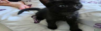 Domestic Shorthair 1