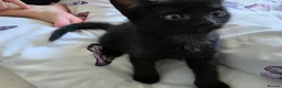 Domestic Shorthair cats for sale: 4 gorgeous black kittens with white patches. - Advert 3